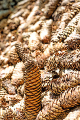 Image showing spruce cones of a barefoot track