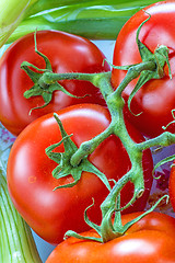 Image showing vine tomatoes