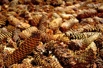 Image showing spruce cones of a barefoot track