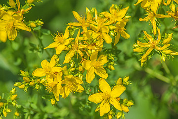 Image showing St. John's wort