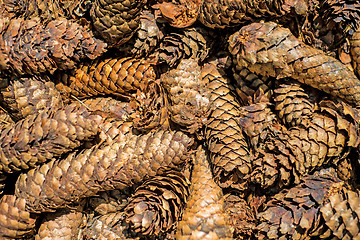 Image showing spruce cones of a barefoot track