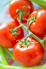 Image showing vine tomatoes