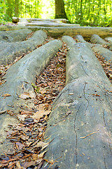 Image showing barefoot track