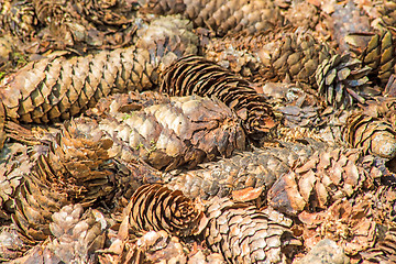 Image showing spruce cones of a barefoot track