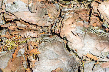 Image showing bark