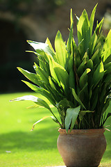 Image showing Pot plant in a garden