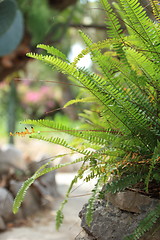 Image showing Leafy green fern