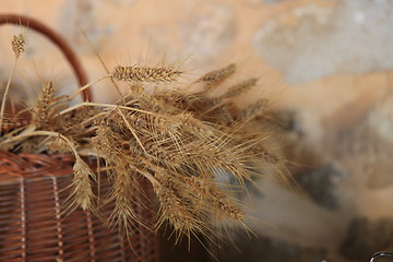 Image showing Ripe wheat in a wicker basket