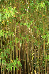 Image showing Stand of ornamental bamboo