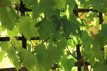 Image showing Grapevine growing on a trellis