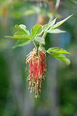 Image showing Red Plant Catkins