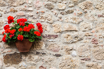 Image showing Tuscan flowers