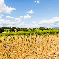 Image showing Tuscany Wineyard