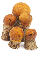 Image showing Orange-Cap Boletus