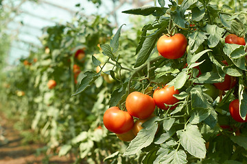 Image showing Tomatoes bunch in greenhouse