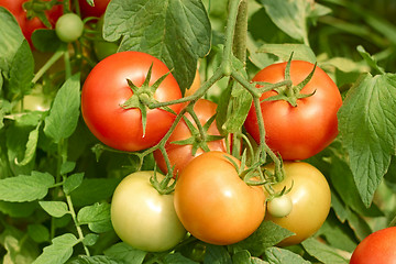 Image showing Tomatoes bunch close up
