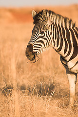 Image showing Zebra #4