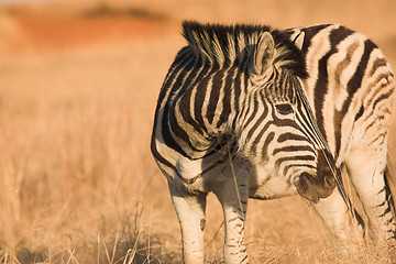 Image showing Zebra #5
