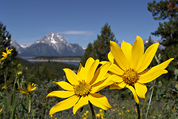 Image showing grand tetons in the spring