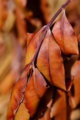 Image showing withered  brown leafs