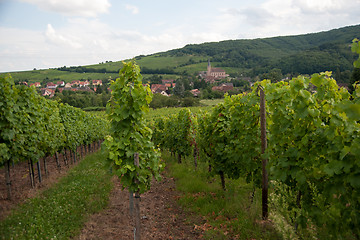 Image showing Alsace landscape and vinewyard