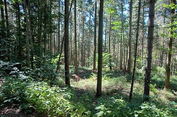 Image showing Hiking in forest