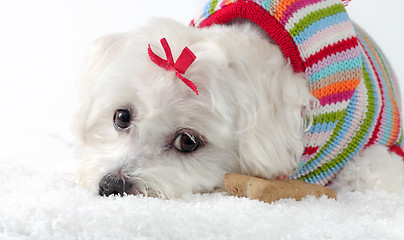 Image showing Puppy dog wearing a knitted jumper lying in snow