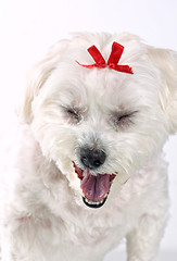 Image showing Yawning Puppy Dog
