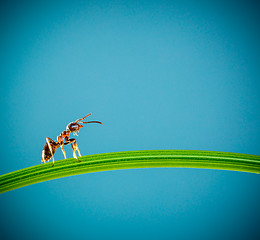 Image showing Ant and green grass