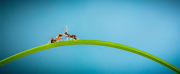 Image showing Two ants