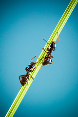 Image showing Two ants