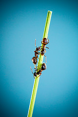 Image showing Three ants.