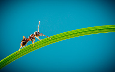 Image showing Ant and green grass