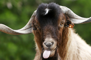 Image showing Silly Goat