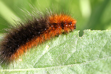 Image showing Caterpillar on a green leaf