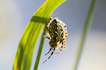 Image showing Spider sitting on web