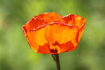 Image showing red poppy flower