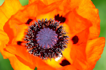 Image showing red poppy flower