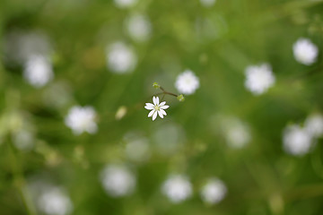 Image showing Small white flowers