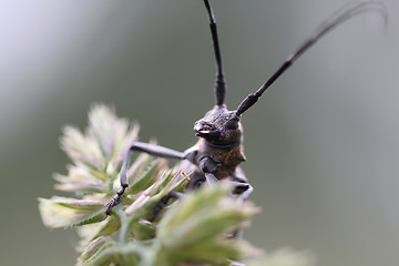 Image showing Beetle with a big mustache