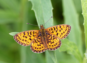 Image showing vector butterfly of orange color