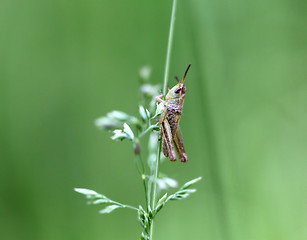 Image showing Grasshopper sitting on a blade of grass