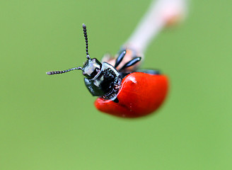 Image showing Little red beetle