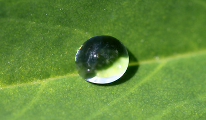 Image showing round drop on a green leaf