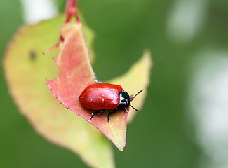 Image showing Little red beetle