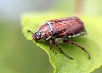 Image showing May beetle sitting on a leaf