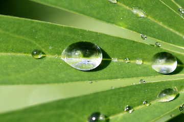 Image showing Round drops on a green leaf