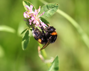 Image showing Bumblebee drinking nectar from a flower