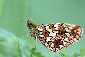 Image showing Beautiful butterfly