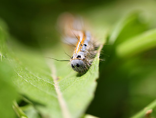 Image showing Caterpillar crawling on a green leaf